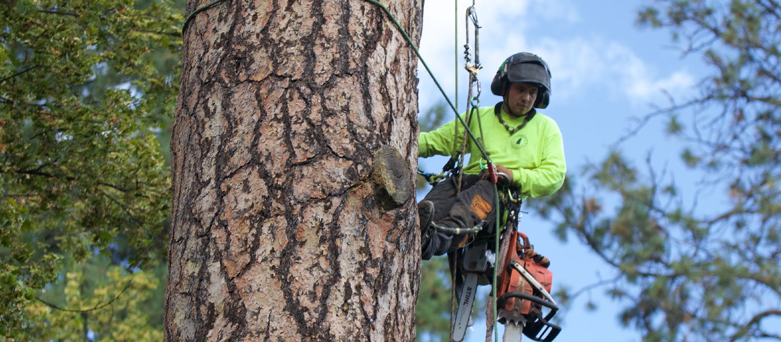 The Woodlands Tree Removal Service