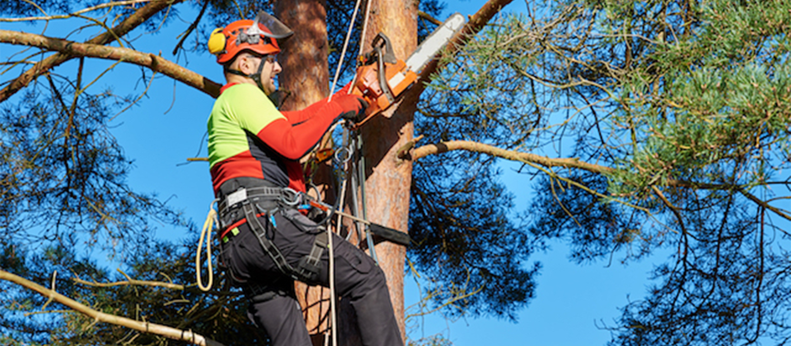 Tree Trimming Services, Removal, And Care in Houston, TX