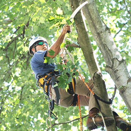 Tree Removal Permit Houston Tx