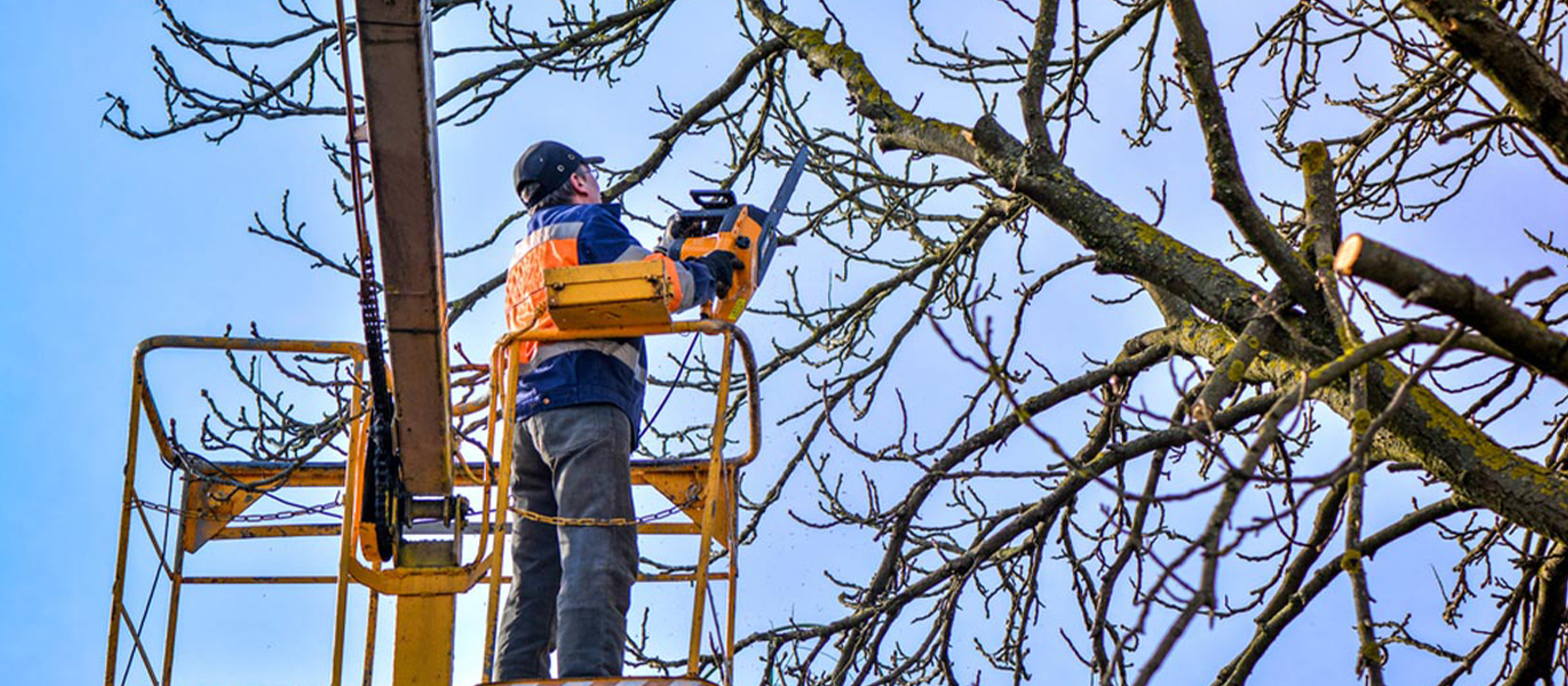 Find A Tree Trimming Professional Near Houston, Tx -Outdoor Pros