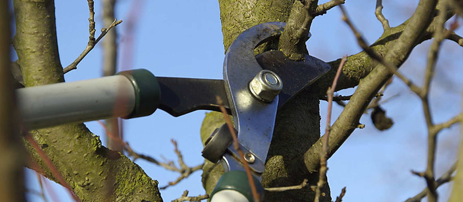 Choosing the Right Pruning Method for Your Trees