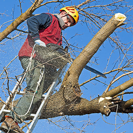 Houston Tree Trimming Service