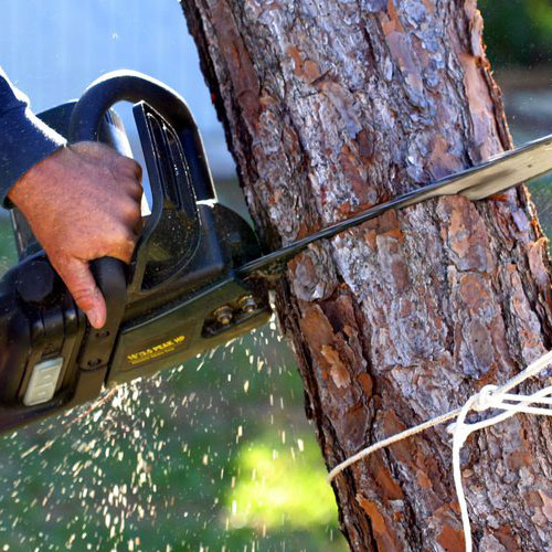 Houston Tree Removal Service “What To Do With Uprooted Trees”: Replant Or Remove?