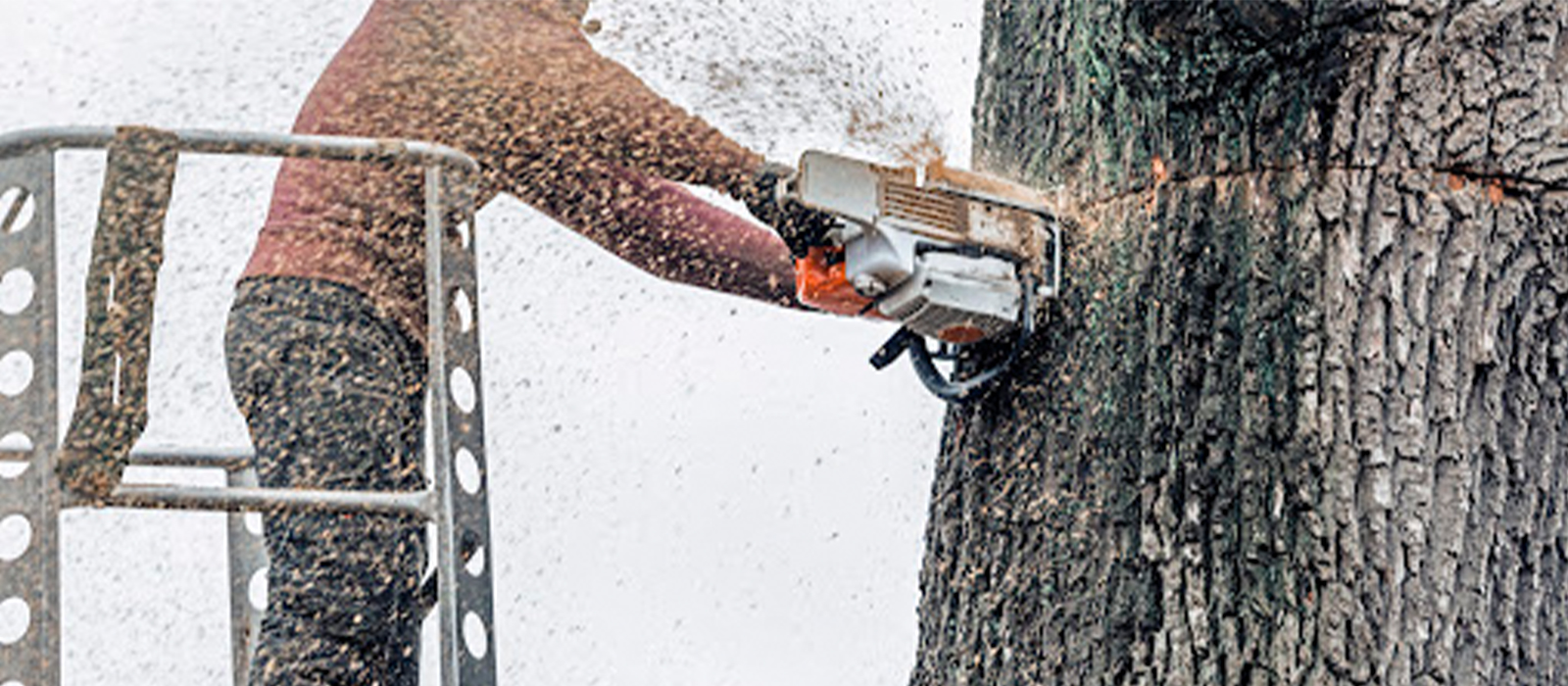 Tree Care Sugar Land